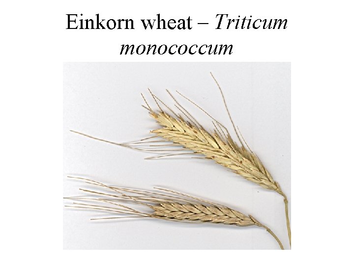 Einkorn wheat – Triticum monococcum 