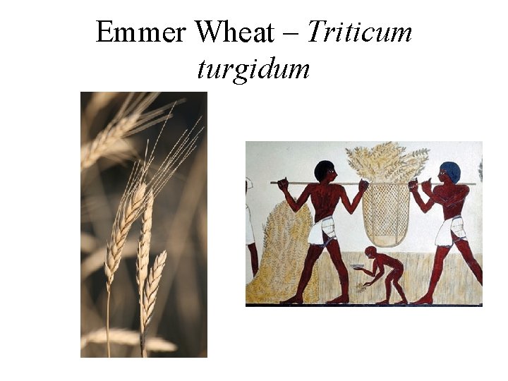 Emmer Wheat – Triticum turgidum 