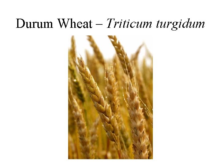 Durum Wheat – Triticum turgidum 
