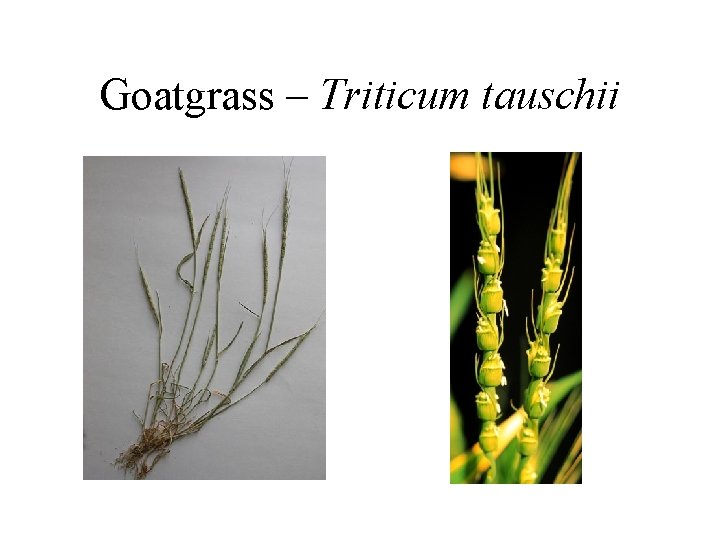 Goatgrass – Triticum tauschii 