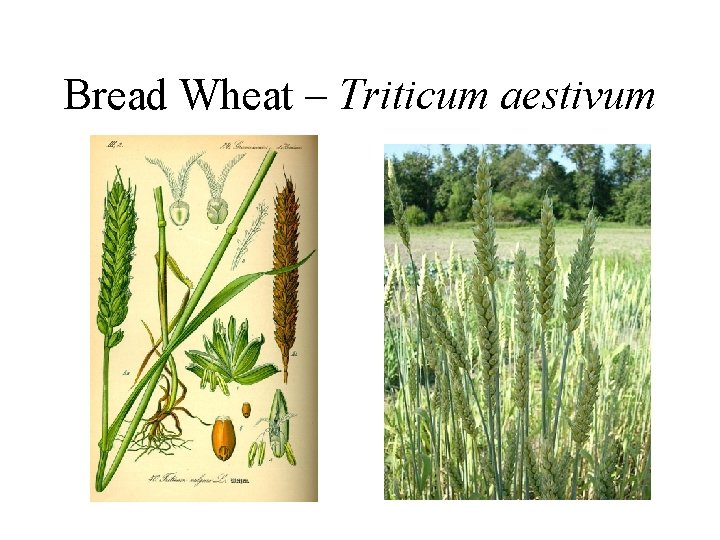 Bread Wheat – Triticum aestivum 