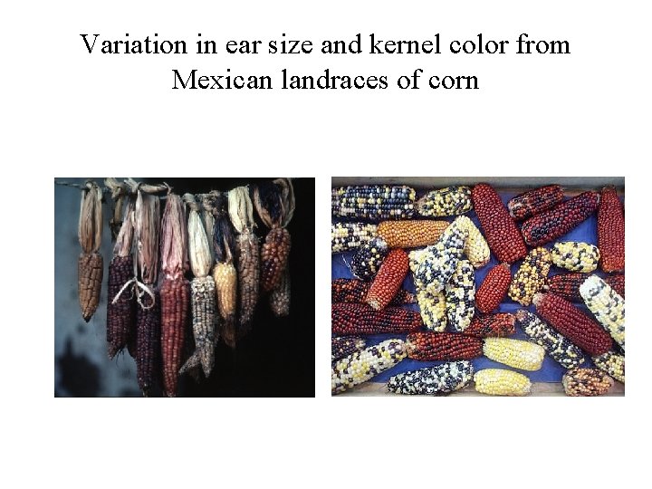 Variation in ear size and kernel color from Mexican landraces of corn 