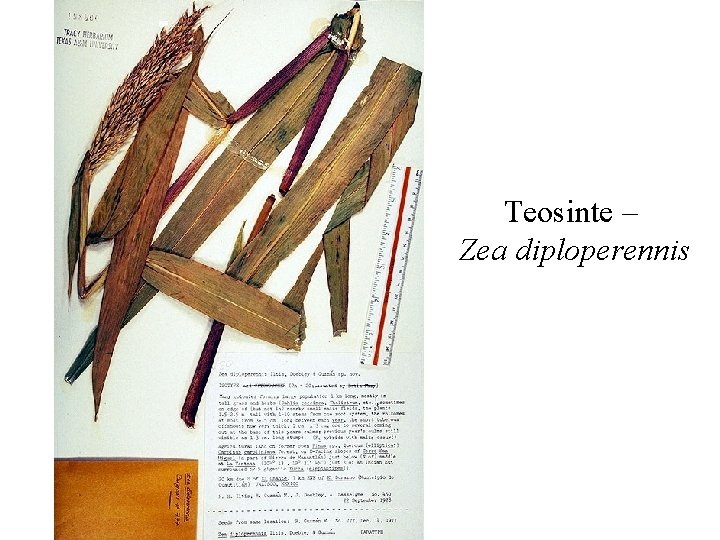 Teosinte – Zea diploperennis 