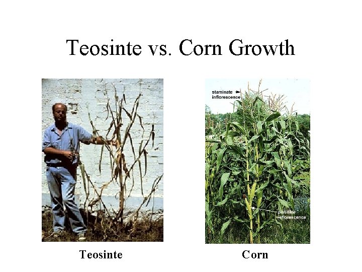 Teosinte vs. Corn Growth Teosinte Corn 