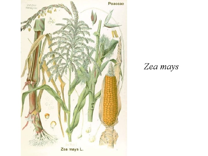 Zea mays 