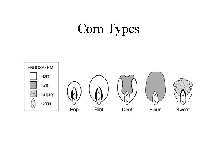 Corn Types 