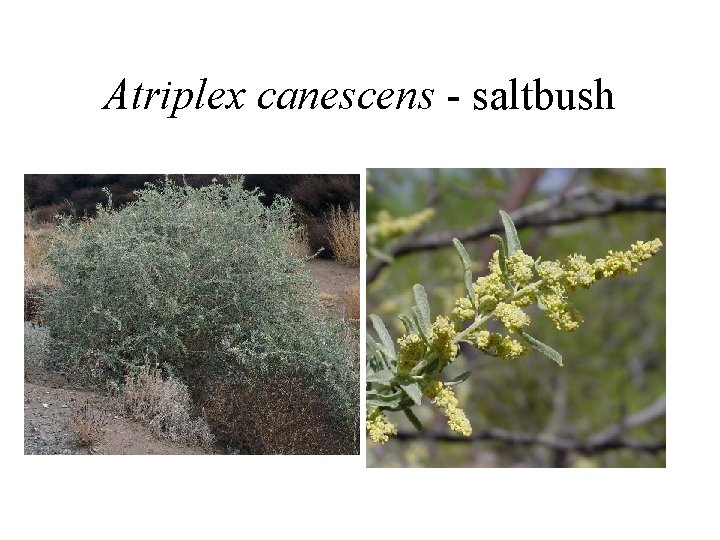Atriplex canescens - saltbush 