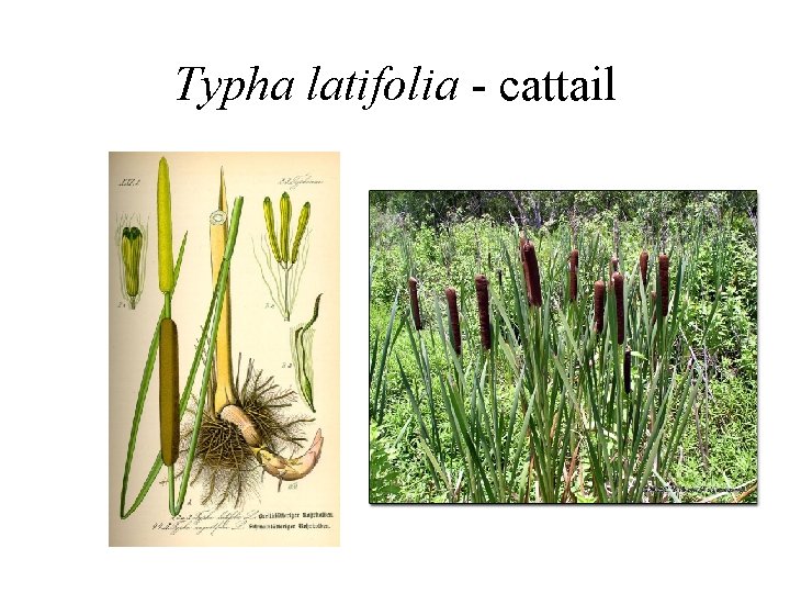 Typha latifolia - cattail 