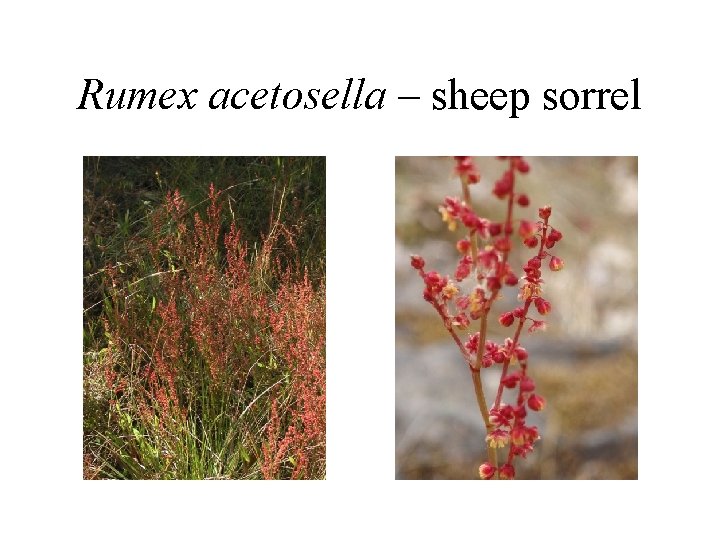 Rumex acetosella – sheep sorrel 