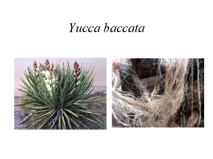 Yucca baccata 
