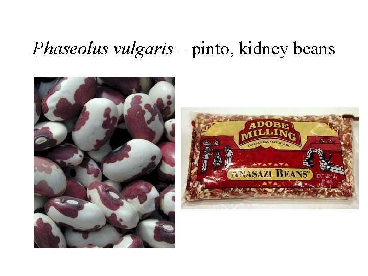 Phaseolus vulgaris – pinto, kidney beans 