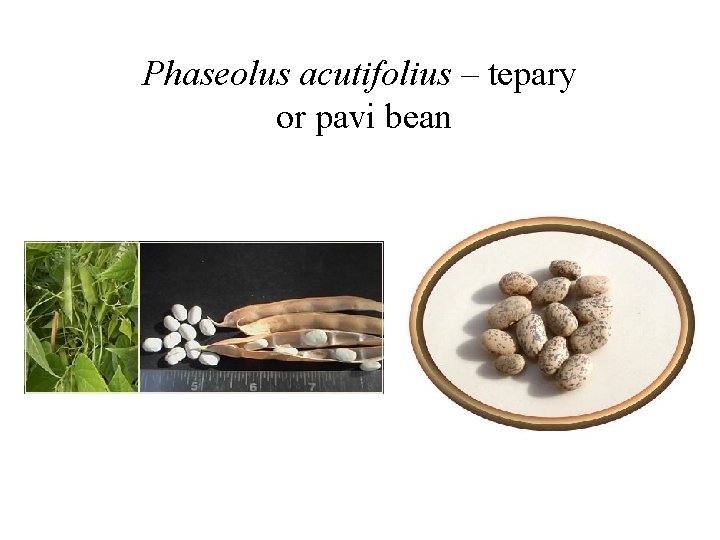 Phaseolus acutifolius – tepary or pavi bean 