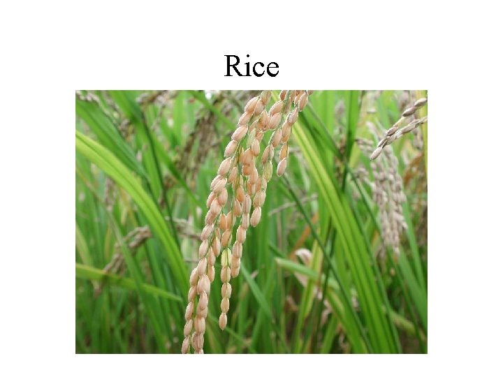 Rice 