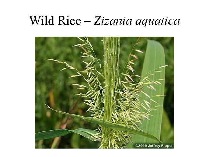 Wild Rice – Zizania aquatica 