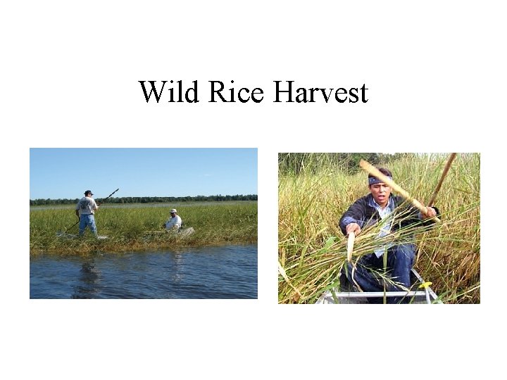 Wild Rice Harvest 