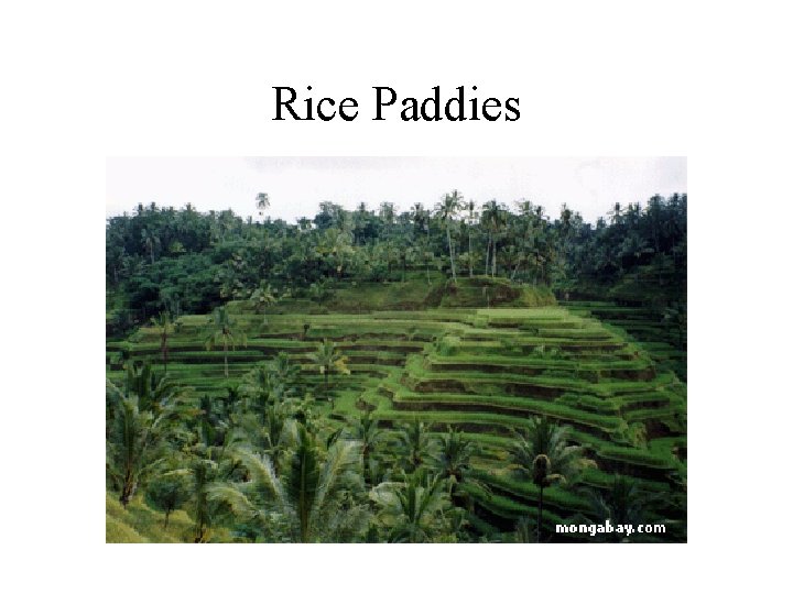 Rice Paddies 