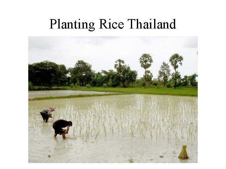 Planting Rice Thailand 