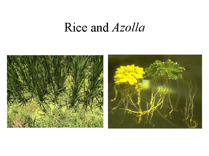 Rice and Azolla 
