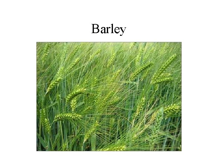 Barley 