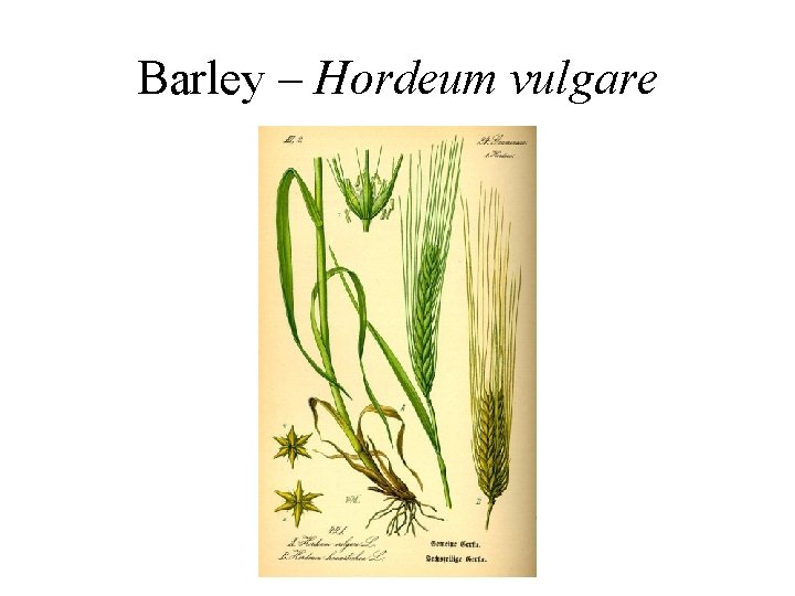 Barley – Hordeum vulgare 