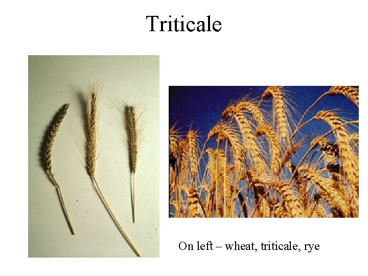 Triticale On left – wheat, triticale, rye 
