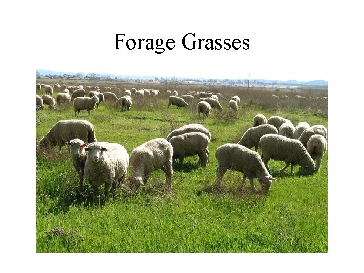 Forage Grasses 