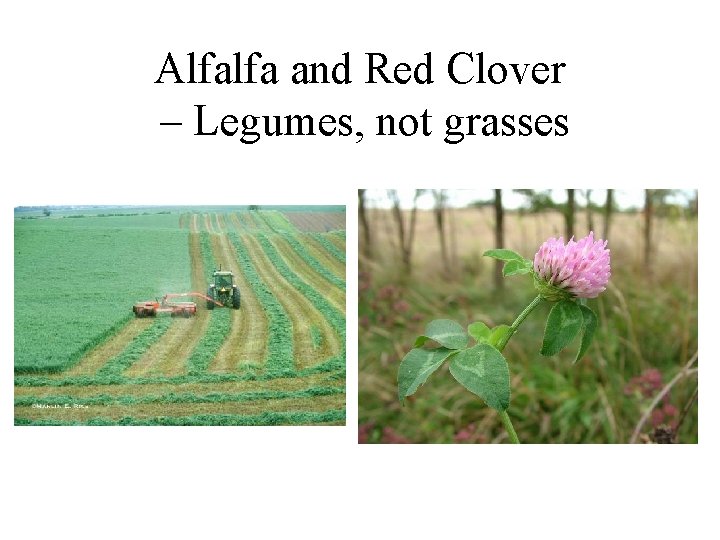 Alfalfa and Red Clover – Legumes, not grasses 