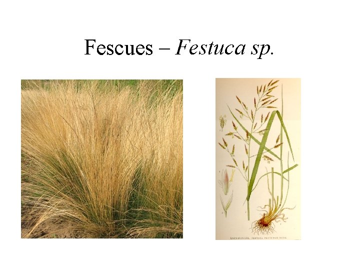 Fescues – Festuca sp. 