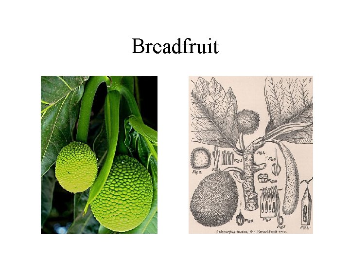 Breadfruit 