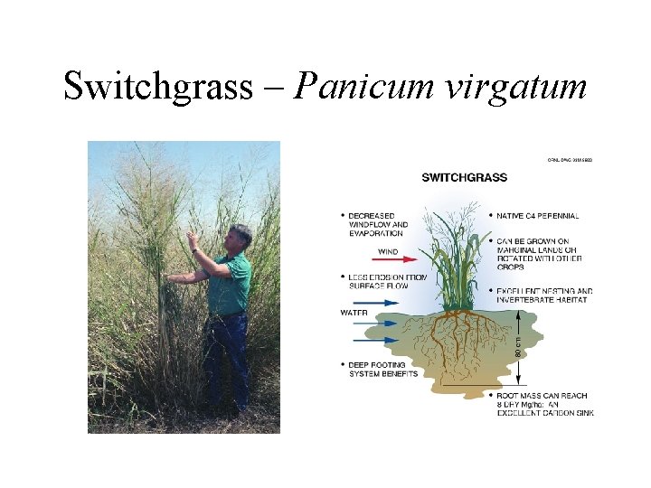 Switchgrass – Panicum virgatum 