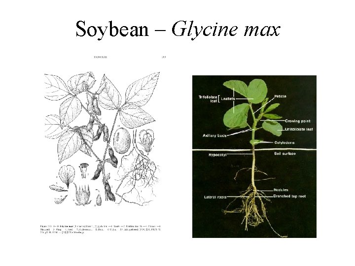 Soybean – Glycine max 