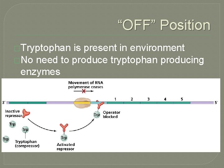 “OFF” Position �Tryptophan is present in environment �No need to produce tryptophan producing enzymes