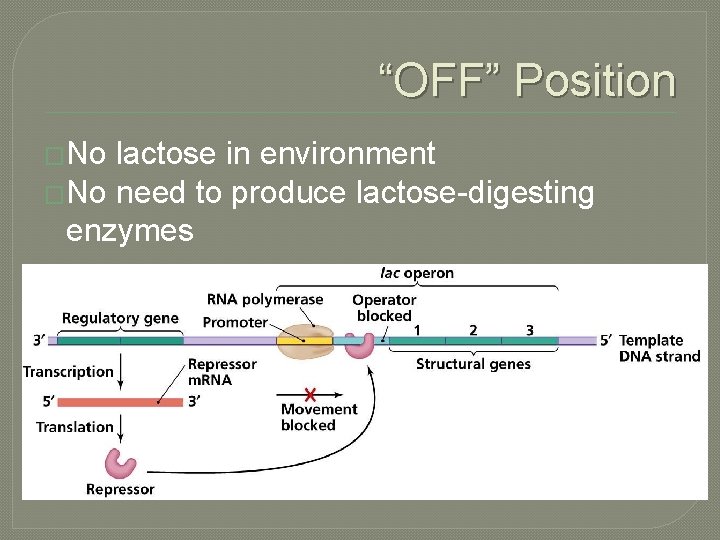 “OFF” Position �No lactose in environment �No need to produce lactose-digesting enzymes 