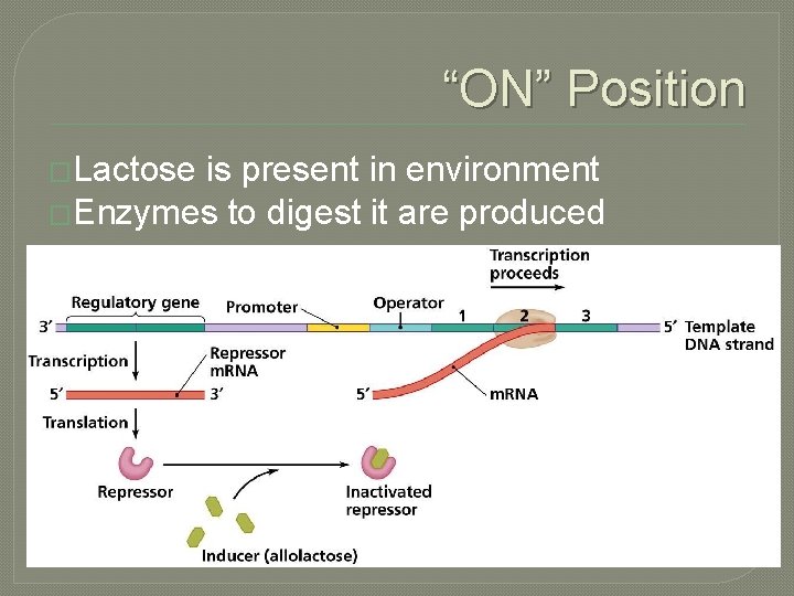 “ON” Position �Lactose is present in environment �Enzymes to digest it are produced 