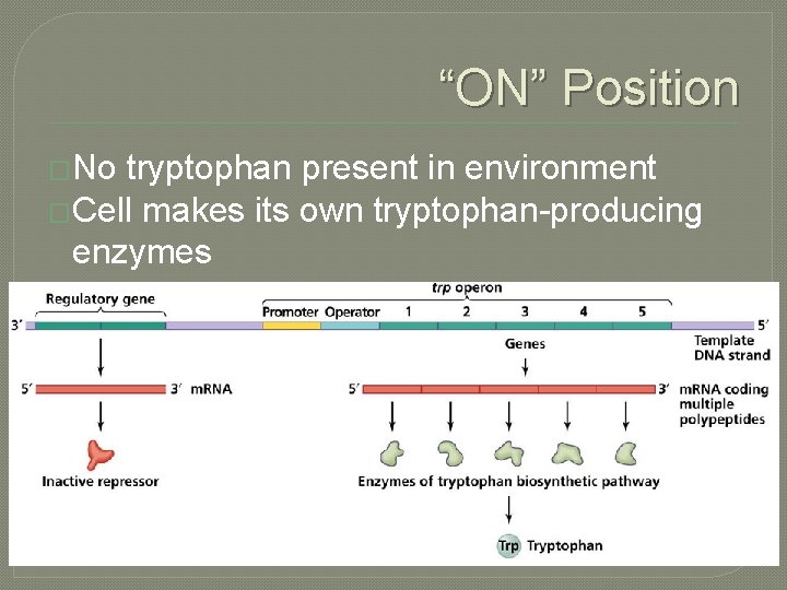 “ON” Position �No tryptophan present in environment �Cell makes its own tryptophan-producing enzymes 