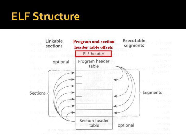 ELF Structure Program and section header table offsets 