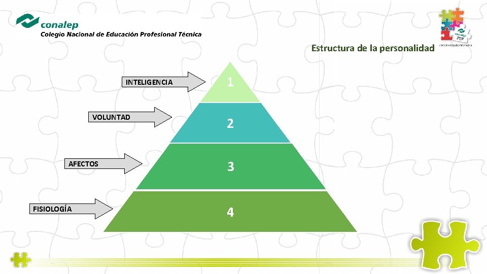 Estructura de la personalidad INTELIGENCIA VOLUNTAD AFECTOS FISIOLOGÍA 1 2 3 4 