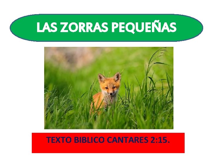 LAS ZORRAS PEQUEÑAS TEXTO BIBLICO CANTARES 2: 15. 