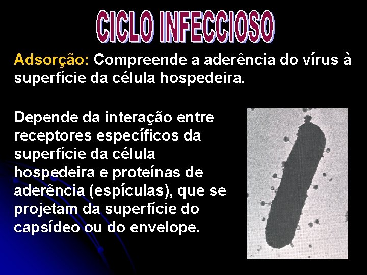Adsorção: Compreende a aderência do vírus à superfície da célula hospedeira. Depende da interação