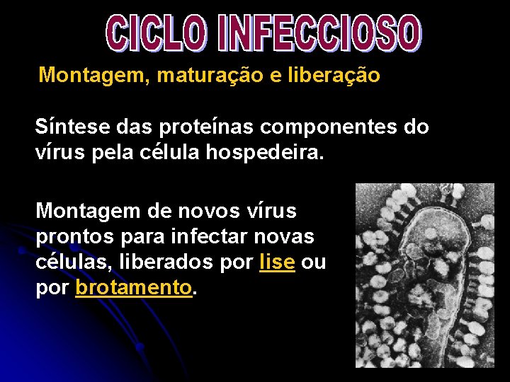 Montagem, maturação e liberação Síntese das proteínas componentes do vírus pela célula hospedeira. Montagem