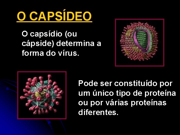 O CAPSÍDEO O capsídio (ou cápside) determina a forma do vírus. Pode ser constituído