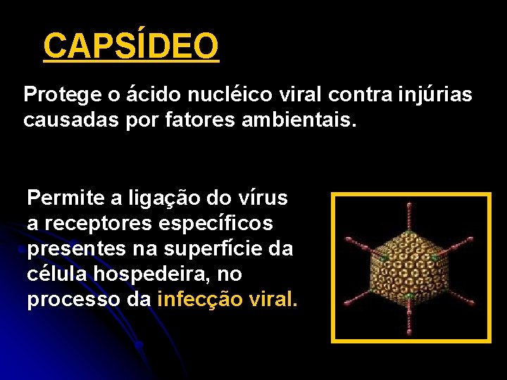 CAPSÍDEO Protege o ácido nucléico viral contra injúrias causadas por fatores ambientais. Permite a