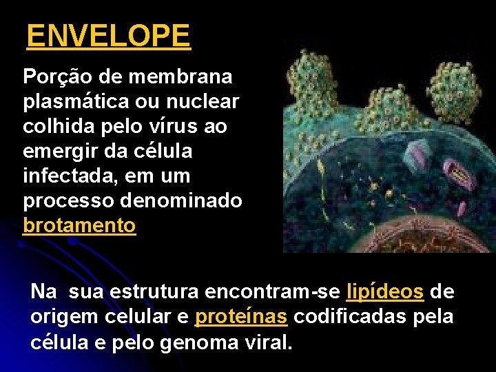 ENVELOPE Porção de membrana plasmática ou nuclear colhida pelo vírus ao emergir da célula