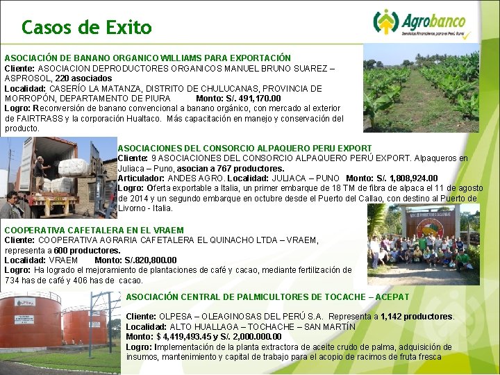 Casos de Exito ASOCIACIÓN DE BANANO ORGANICO WILLIAMS PARA EXPORTACIÓN Cliente: ASOCIACION DEPRODUCTORES ORGANICOS