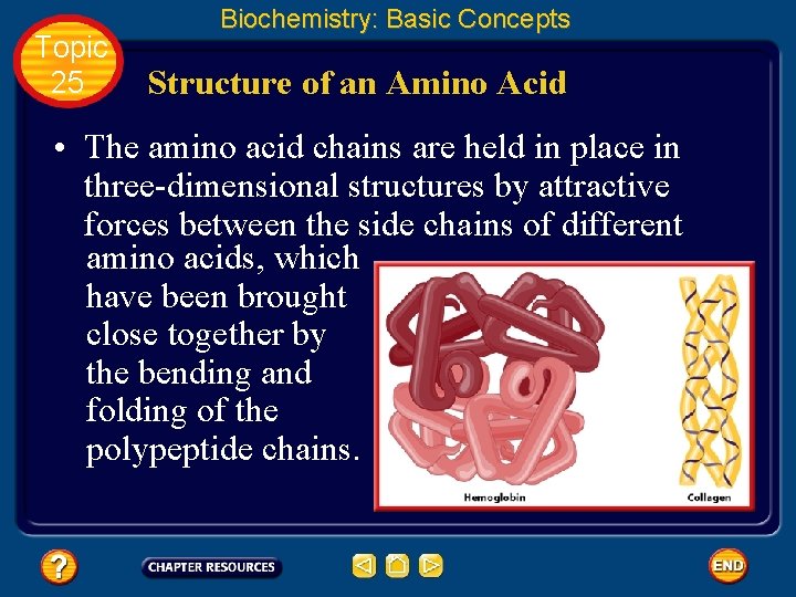 Topic 25 Biochemistry: Basic Concepts Structure of an Amino Acid • The amino acid