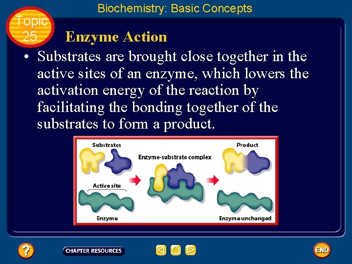 Topic 25 Biochemistry: Basic Concepts Enzyme Action • Substrates are brought close together in