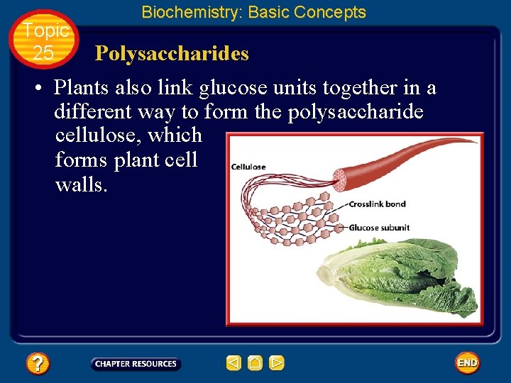 Topic 25 Biochemistry: Basic Concepts Polysaccharides • Plants also link glucose units together in