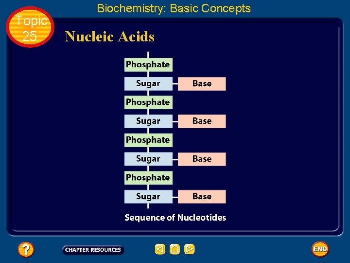 Topic 25 Biochemistry: Basic Concepts Nucleic Acids 