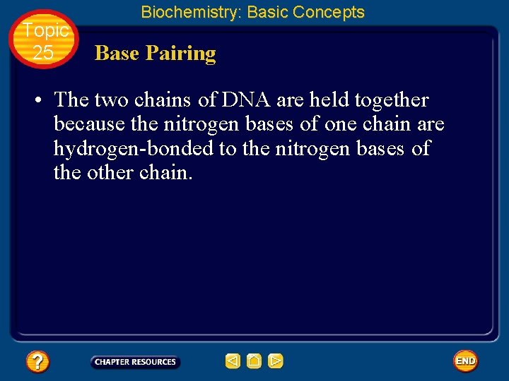 Topic 25 Biochemistry: Basic Concepts Base Pairing • The two chains of DNA are