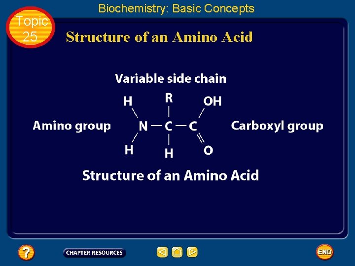 Topic 25 Biochemistry: Basic Concepts Structure of an Amino Acid 